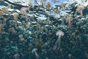 Jellyfish Lake? No, just Mediterranean Sea after Tramonta... by Roland Bach 